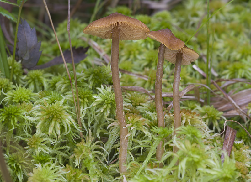 Galerina mairei